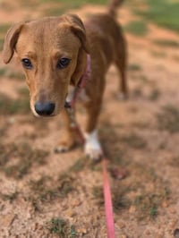 Georgie (AL) - Photo 2