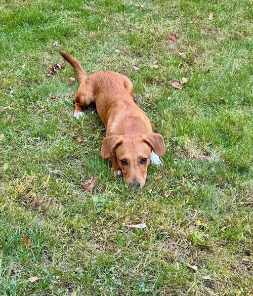GEORGIE (AL) - Beagle available for adoption