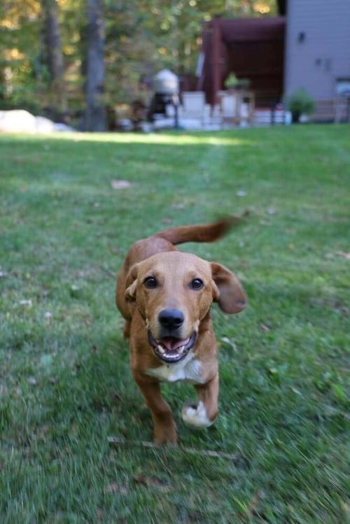 GEORGIE (AL) - Beagle available for adoption