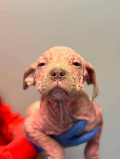 DUSTIN (GA) - Pit Bull Terrier available for adoption