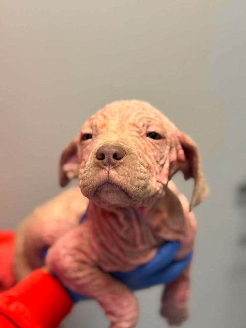 DUSTIN (GA) - Pit Bull Terrier available for adoption