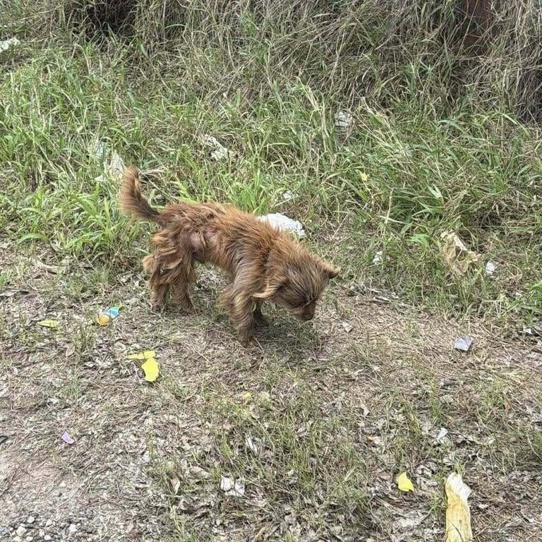 Oscar (TX) Image