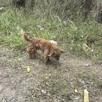 Oscar (TX) - Photo 1