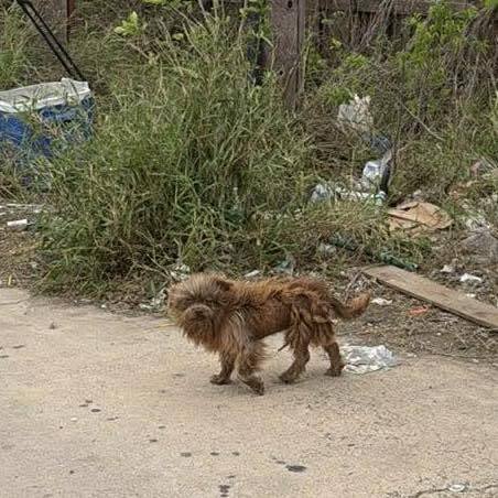 OSCAR (TX) - Terrier available for adoption