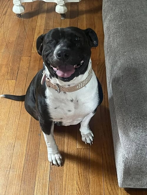 CITRUS (TX) - Pit Bull Terrier for adoption in New York