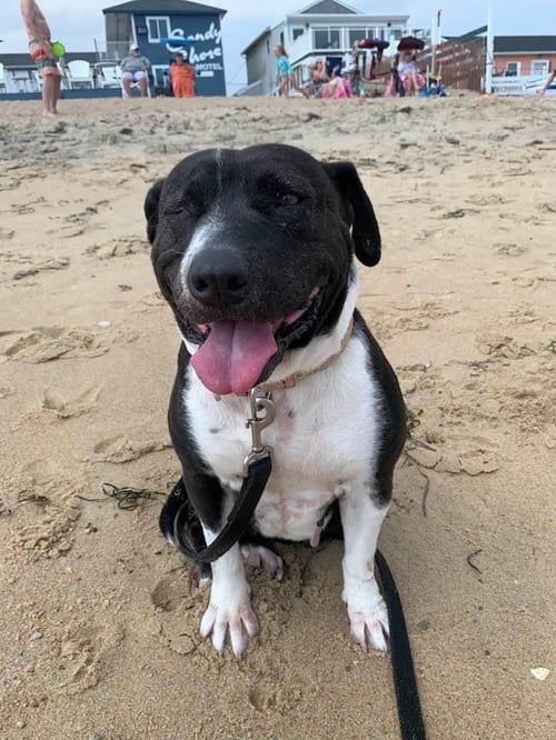 CITRUS (TX) - Pit Bull Terrier available for adoption