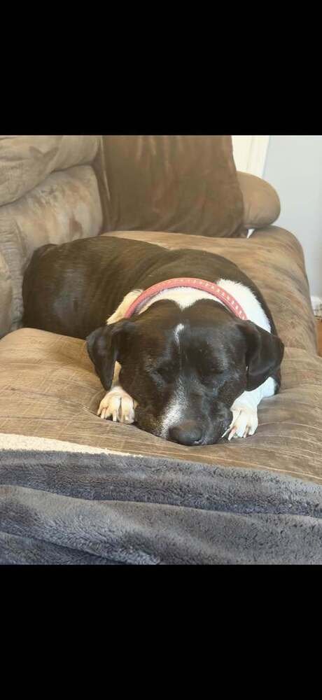CITRUS (TX) - Pit Bull Terrier available for adoption