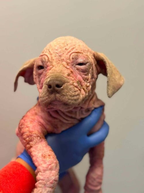 DASH (GA) - Pit Bull Terrier available for adoption