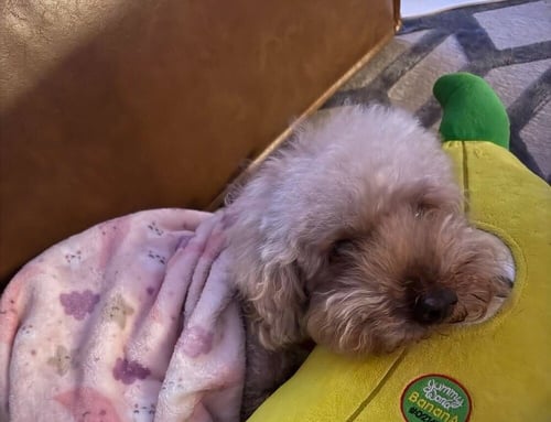 LUCKY (GA) - Poodle (Miniature) available for adoption