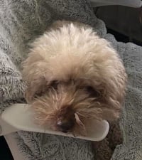 Lucky (GA) - Photo 2