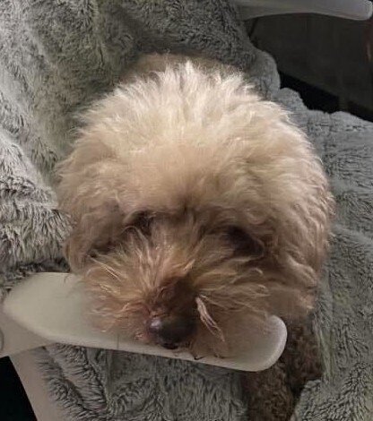 LUCKY (GA) - Poodle (Miniature) available for adoption