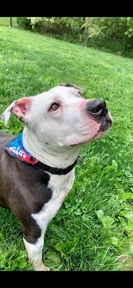 JUSTUS - American Pit Bull Terrier available for adoption