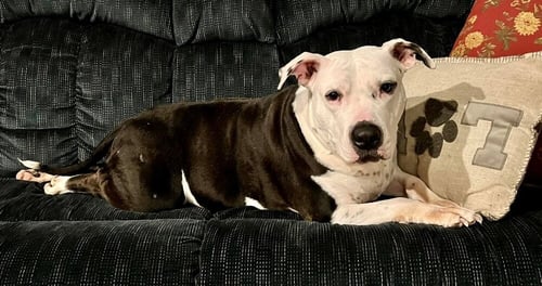 JUSTUS - American Pit Bull Terrier available for adoption