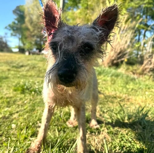 ZOE (GA) - Unknown available for adoption