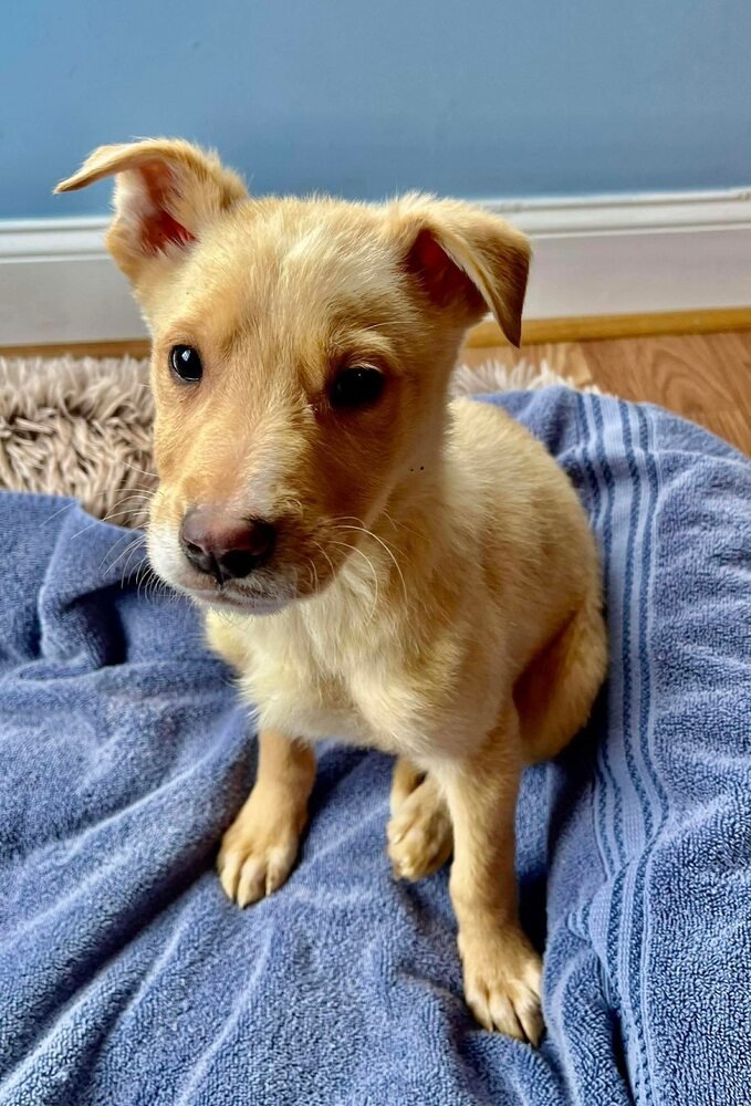 WILL (GA) - Labrador Retriever available for adoption