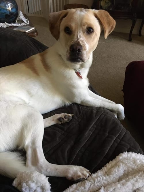 BOOMER - Labrador Retriever available for adoption