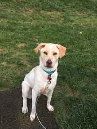 Boomer - Photo 1