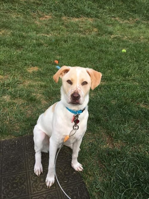 BOOMER - Labrador Retriever available for adoption