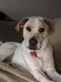 Boomer - Photo 3