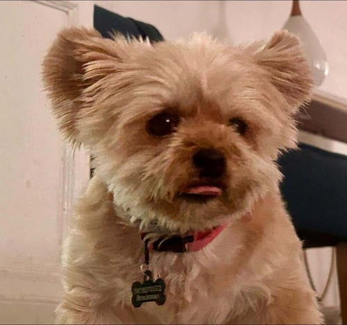 BABY DOLL (GA) - Yorkshire Terrier Yorkie / Bichon Frise available for adoption