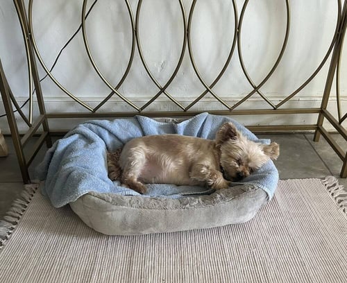 BABY DOLL (GA) - Yorkshire Terrier Yorkie / Bichon Frise available for adoption