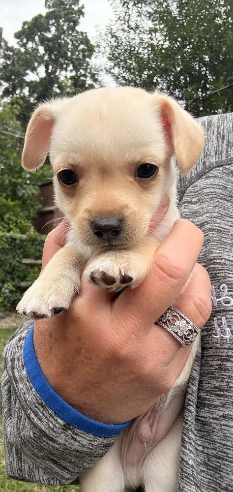 CHARGER (AL) - Chihuahua available for adoption
