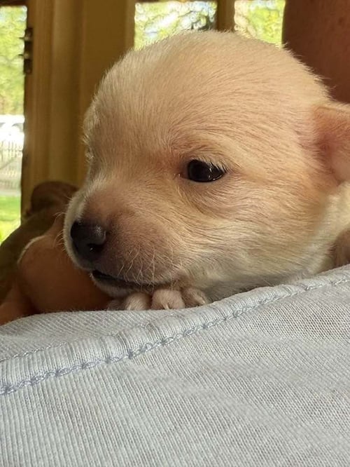 CHARGER (AL) - Chihuahua available for adoption