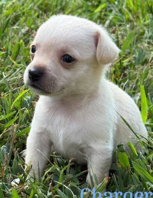 CHARGER (AL) - Chihuahua available for adoption