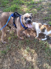 Pebbles (TX) - Photo 2
