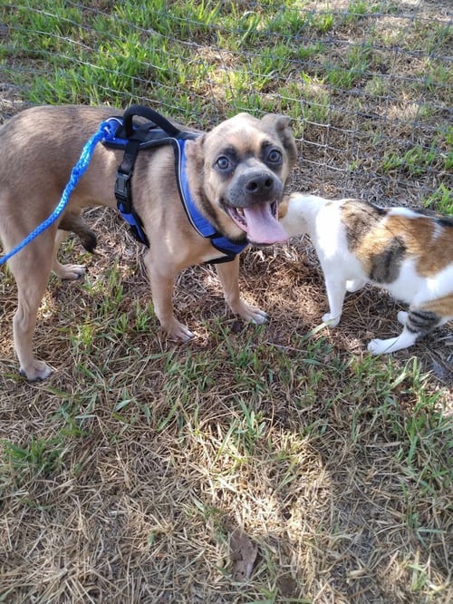 PEBBLES (TX) - Terrier available for adoption