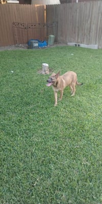 Pebbles (TX) - Photo 4