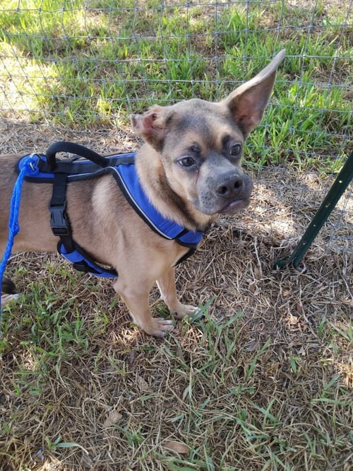 PEBBLES (TX) - Terrier available for adoption