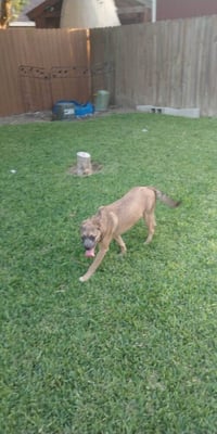 Pebbles (TX) - Photo 3