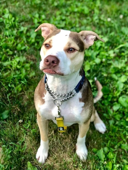 YOGI - Pit Bull Terrier available for adoption