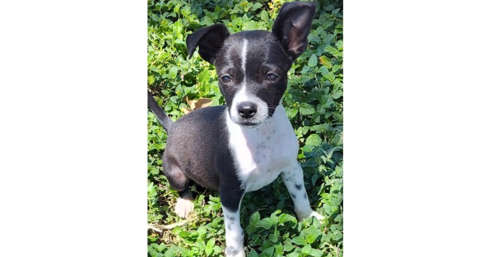 Sammie (TX) Image
