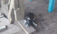 Sammie (TX) - Photo 4