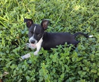 Sammie (TX) - Photo 3