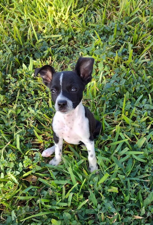 SAMMIE (TX) - Terrier available for adoption