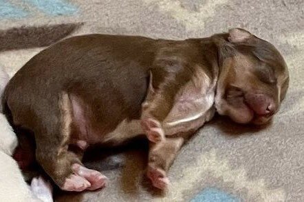 SULLY (GA) - Chihuahua available for adoption