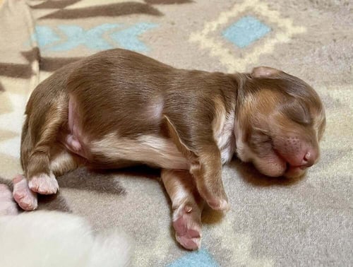 SULLY (GA) - Chihuahua available for adoption