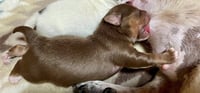 Sully (GA) - Photo 4