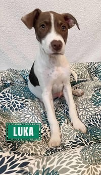 Luka (TX) - Photo 4