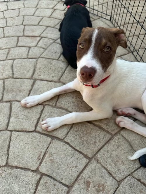LUKA (TX) - Labrador Retriever available for adoption
