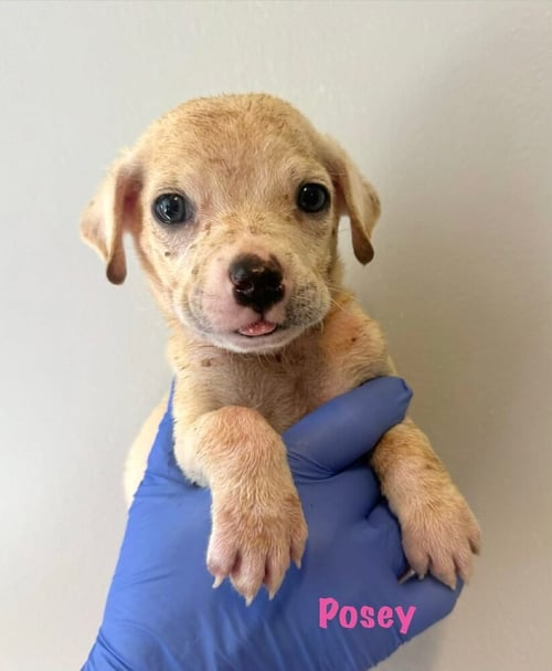 POSEY (AL) - Chihuahua for adoption in New York