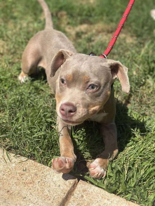SWEET PEA (AL) - Pit Bull Terrier available for adoption