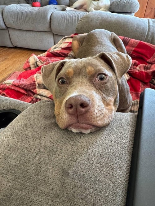SWEET PEA (AL) - Pit Bull Terrier available for adoption