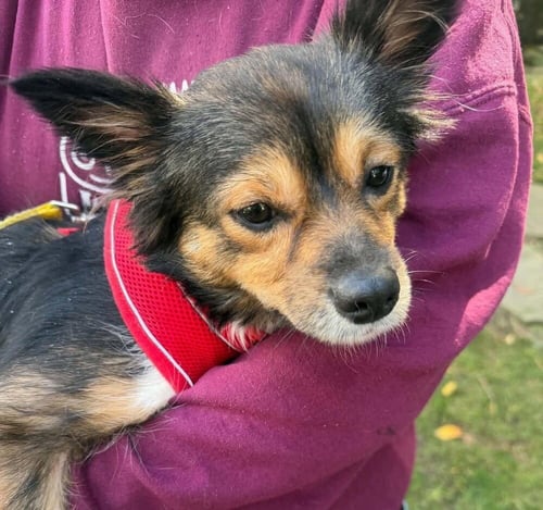 MILLIE (AL) - Chihuahua available for adoption