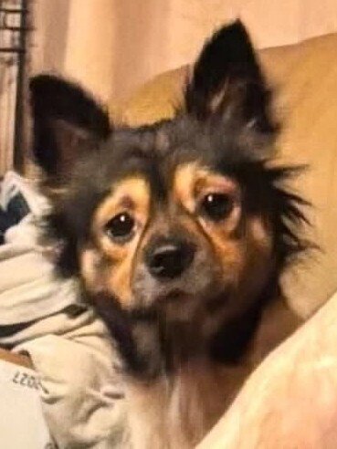 MILLIE (AL) - Chihuahua available for adoption