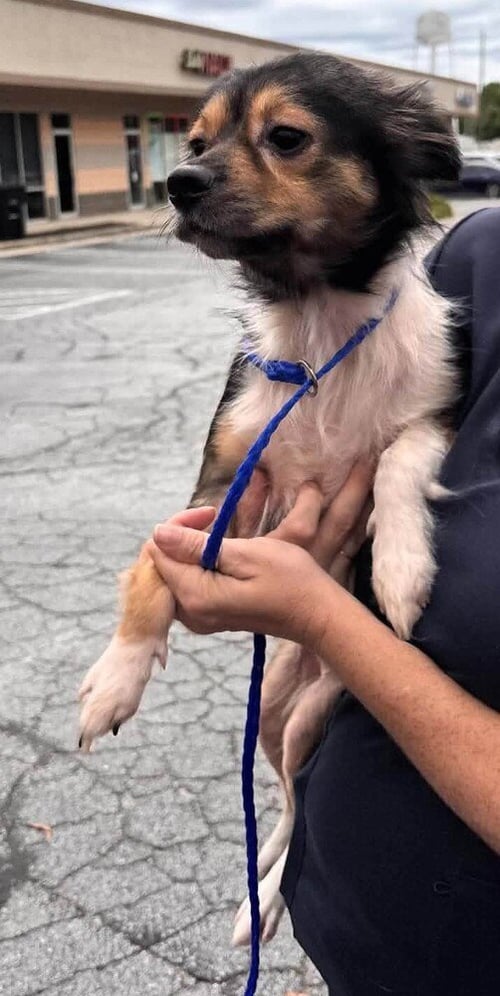 MILLIE (AL) - Chihuahua available for adoption