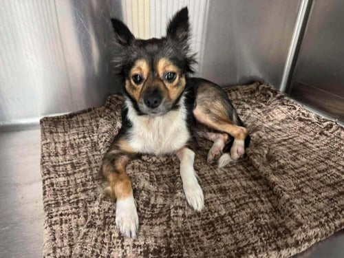 MILLIE (AL) - Chihuahua available for adoption